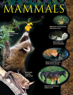 Picture of Mammals small chart