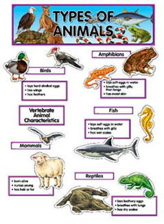 Picture of Types of animals mini bb set