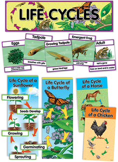 Picture of Life cycles mini bb set