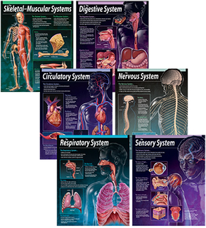 Picture of Human body chart pack