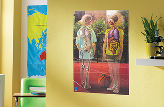 Picture of Inside out lenticular human body  poster