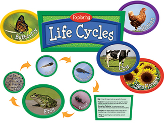 Picture of Exploring life cycles bb set