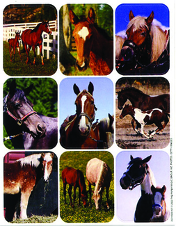 Picture of Horses real photos giant stickers