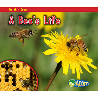 Picture of A bees life