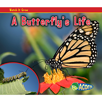Picture of A butterflys life