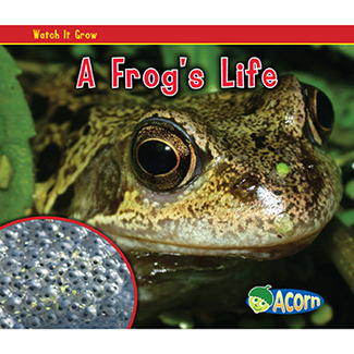 Picture of A frogs life