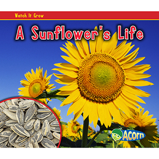 Picture of A sunflowers life