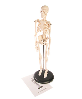 Picture of Skeleton model 17in