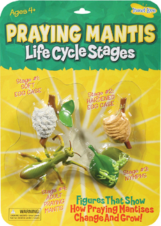 Picture of Mantis life cycle stages