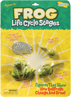 Picture of Frog life cycle stages