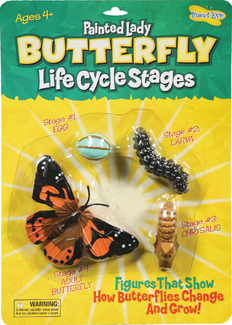 Picture of Butterfly life cycle stages