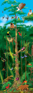 Picture of Rain forest floor puzzle