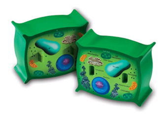 Picture of Plant cell crosssection model