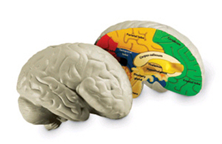Picture of Human brain crosssection model