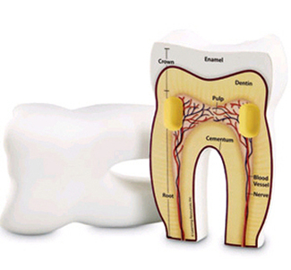 Picture of Tooth cross-section model