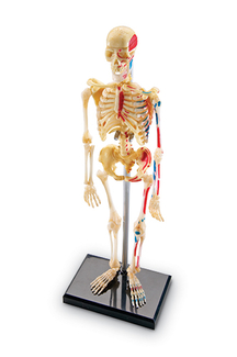 Picture of Model skeleton