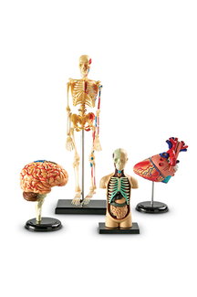 Picture of Model anatomy bundle set of 132