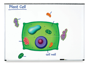 Picture of Magnetic plant cells