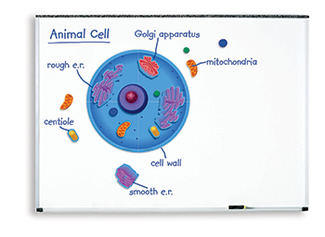 Picture of Magnetic animal cells