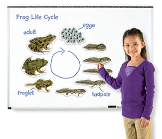 Picture of Giant magnetic frog life cycle