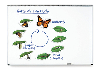 Picture of Giant magnetic butterfly life cycle