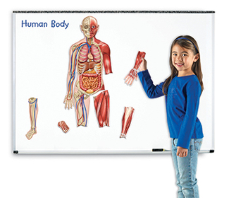 Picture of Double-sided magnetic human body
