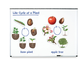 Picture of Giant magnetic plant life cycles