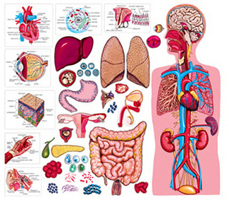 Picture of The human body & anatomy  flannelboard set