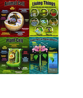 Picture of Life science teaching poster set