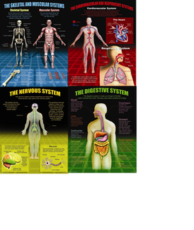 Picture of The human body teaching poster set
