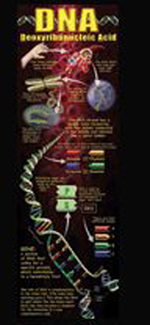 Picture of Dna colossal poster