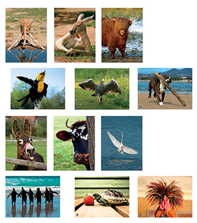 Picture of Amusing animals language cards