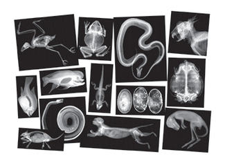 Picture of Animal x-rays