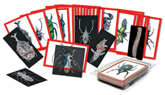 Picture of Insect x-rays and picture cards