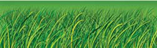 Picture of Grass big borders 8 pcs gr pk-5
