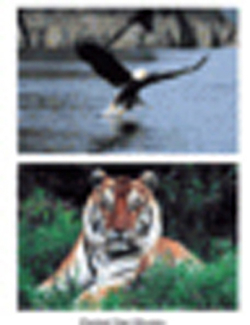 Picture of Wild animal poster set set of 10