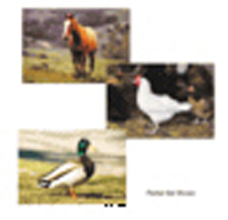 Picture of Farm animal poster set set of 10