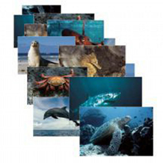 Picture of Sea life 14 poster cards