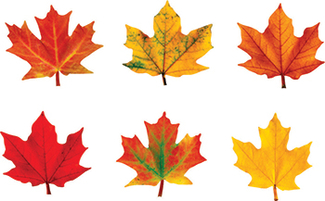 Picture of Classic accents maple leaves mini  variety pk-discovery