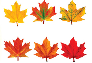 Picture of Classic accents maple leaves  variety pk-discovery