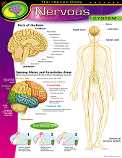 Picture of Chart nervous system