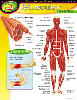 Picture of Chart muscular system