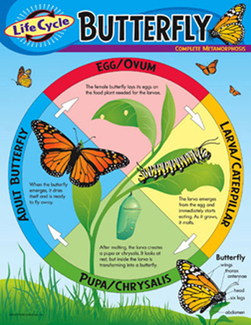 Picture of Chart life cycle of a butterfly