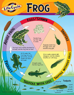 Picture of Chart life cycle of a frog