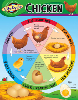 Picture of Chart life cycle of a chicken