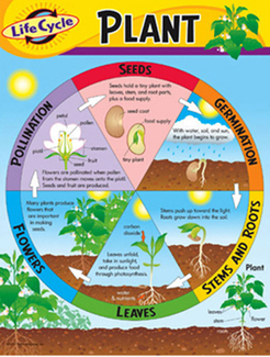Picture of Chart life cycle of a plant k-3