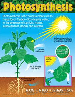 Picture of Chart photosynthesis gr 4-8