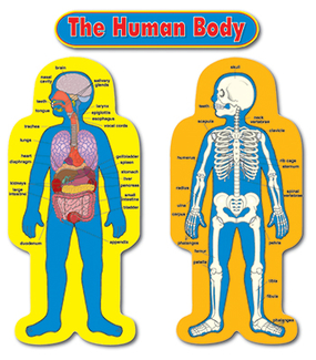 Picture of Bb set child-size human body 2  figures 50t
