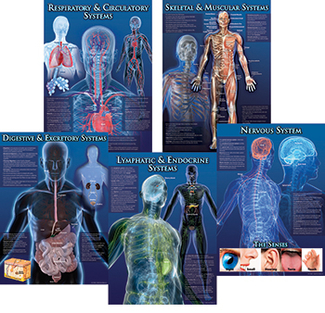 Picture of Human body facts bb set