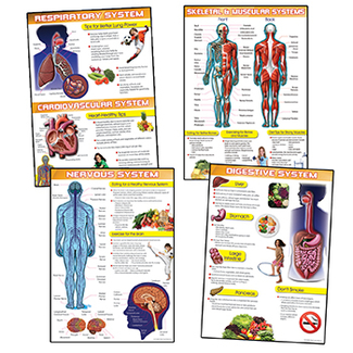 Picture of Human body and health tips bb set